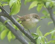 Paddyfield Warbler