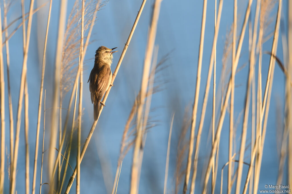 Great Reed Warbler male, identification, song