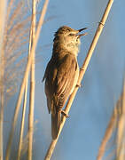 Great Reed Warbler