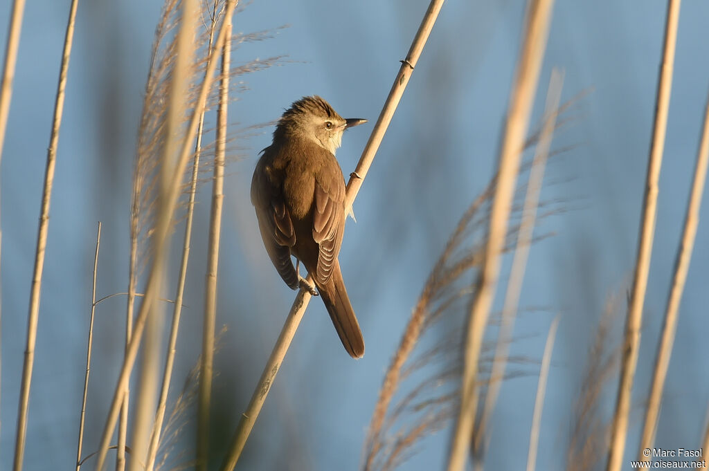 Great Reed Warbler male adult, identification