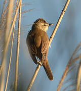 Great Reed Warbler