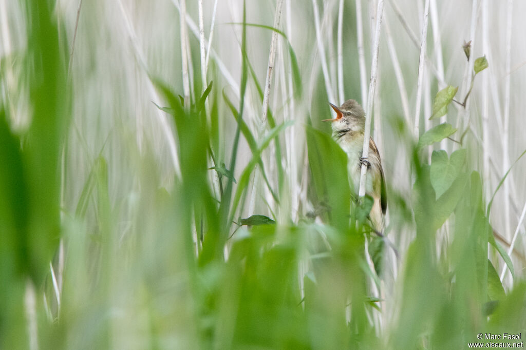 Rousserolle turdoïdeadulte nuptial, identification, chant