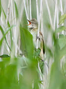 Great Reed Warbler