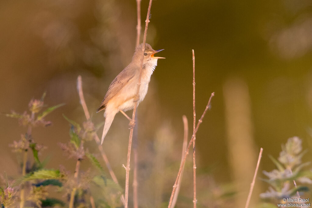 Rousserolle verderolleadulte, identification, chant