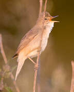 Marsh Warbler