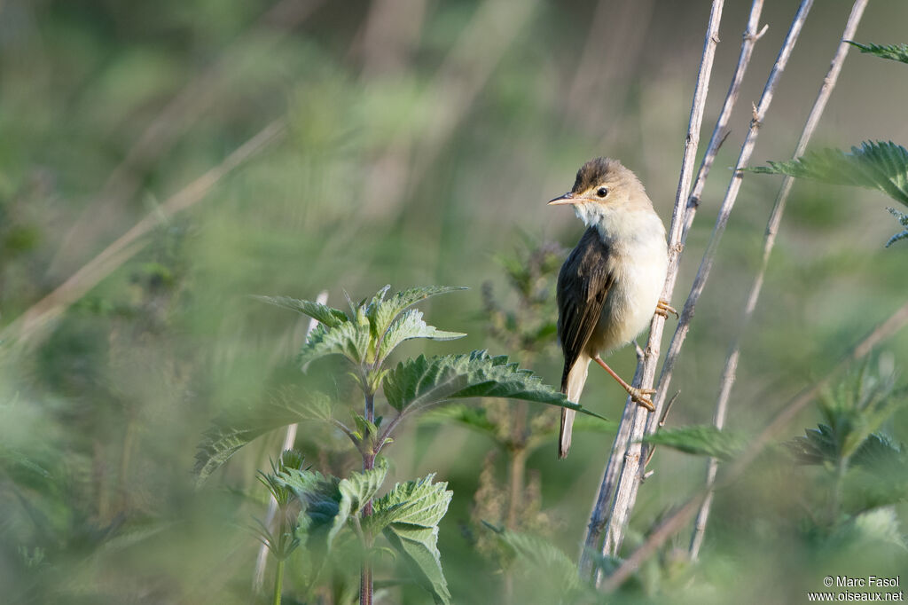 Marsh Warbleradult, habitat