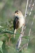 Marsh Warbler