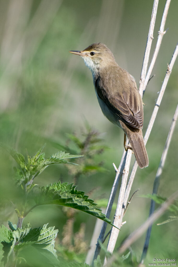 Rousserolle verderolleadulte, identification