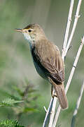 Marsh Warbler