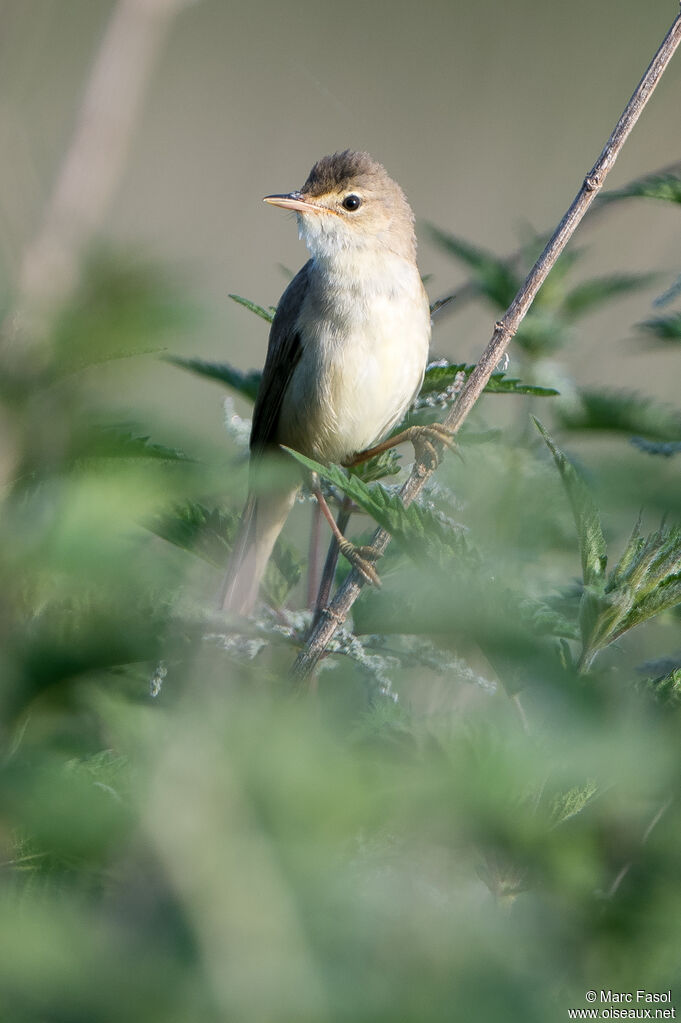 Rousserolle verderolleadulte, identification