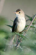 Marsh Warbler