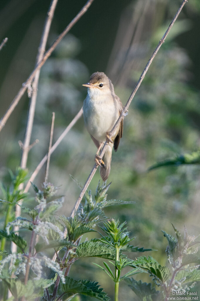 Rousserolle verderolleadulte, identification