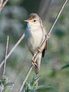 Marsh Warbler