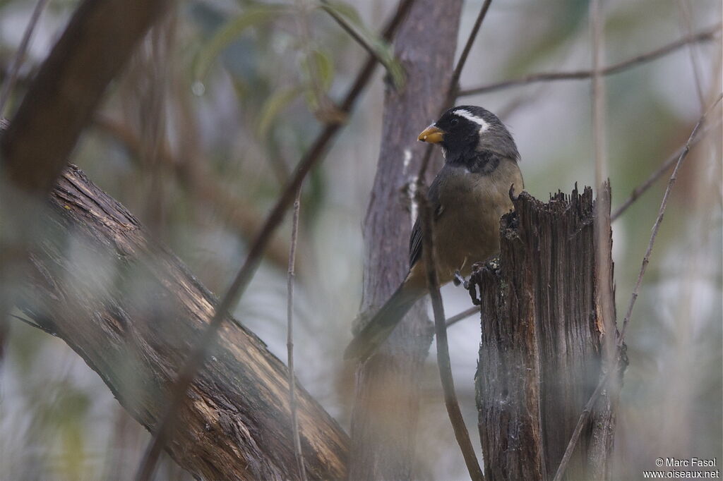 Golden-billed Saltatoradult, identification