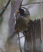 Golden-billed Saltator