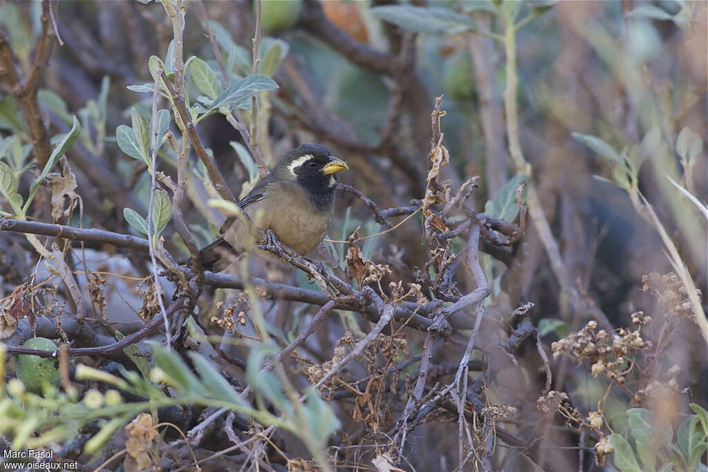 Golden-billed Saltatorjuvenile