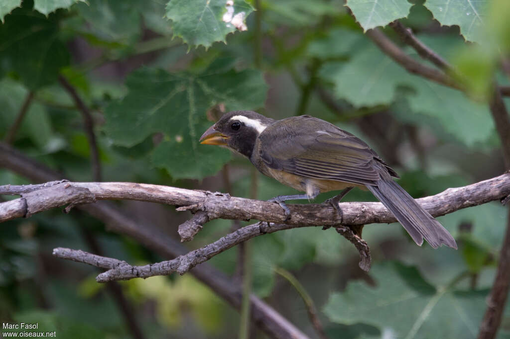 Saltator à bec orangeadulte, identification