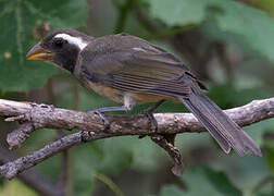 Golden-billed Saltator