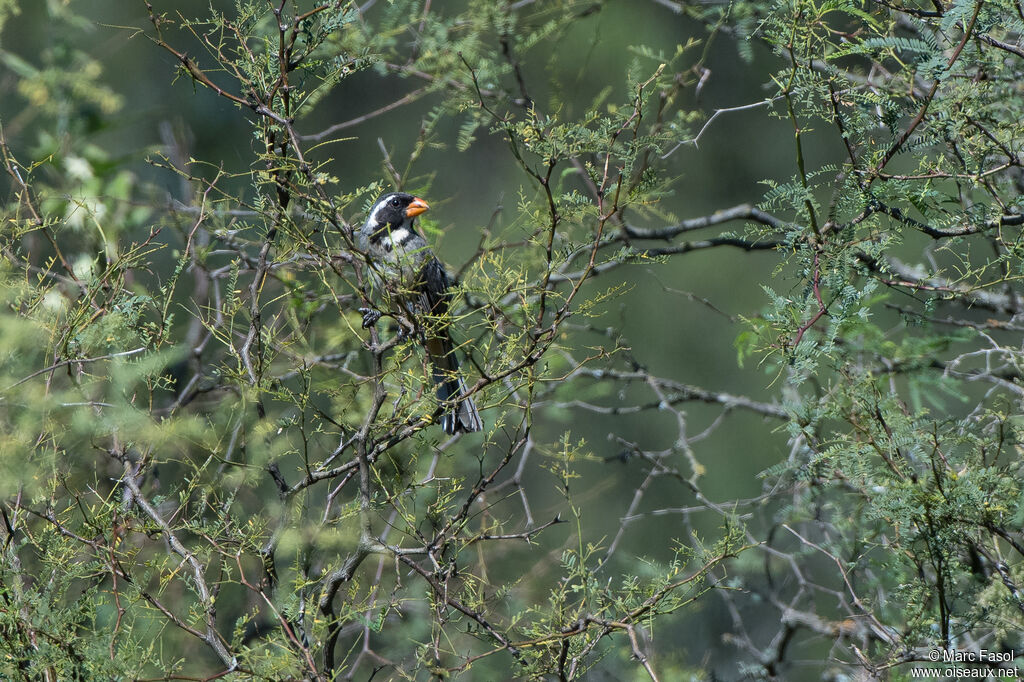 Golden-billed Saltator male adult post breeding, identification