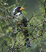 Golden-billed Saltator