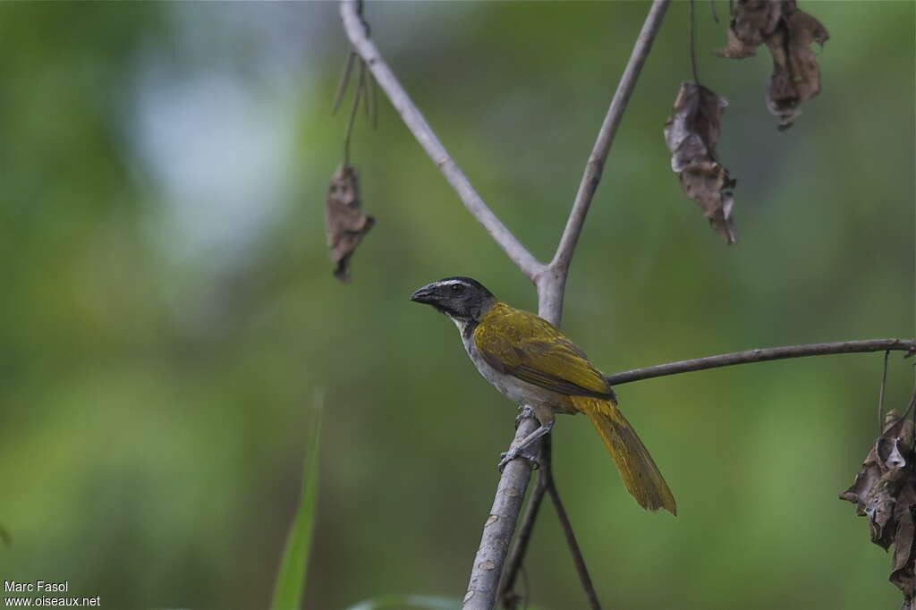 Black-headed Saltatoradult, identification