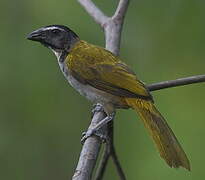 Black-headed Saltator