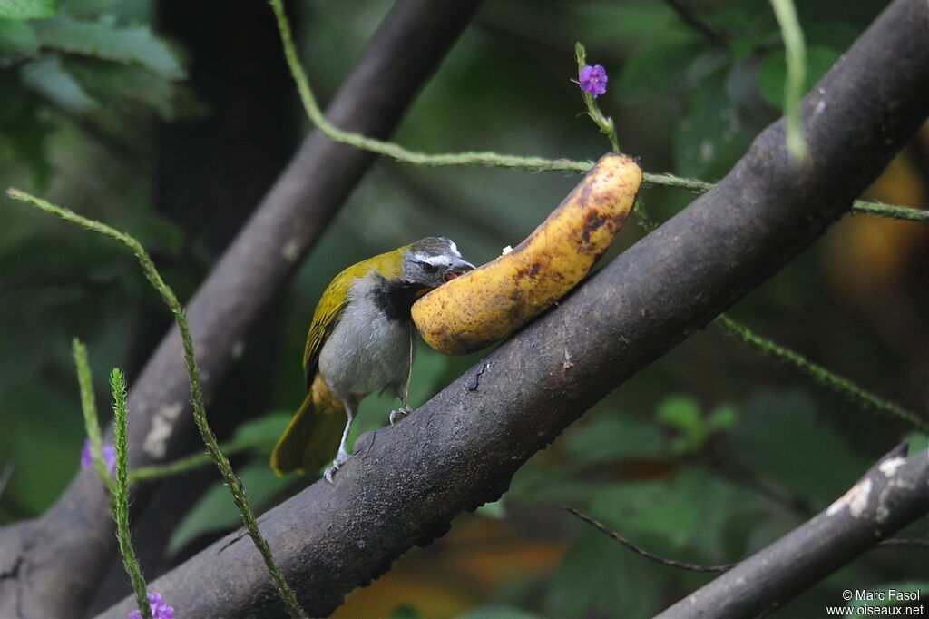 Buff-throated Saltatoradult, identification, feeding habits, Behaviour