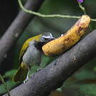 Saltator des grands-bois