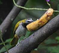 Buff-throated Saltator