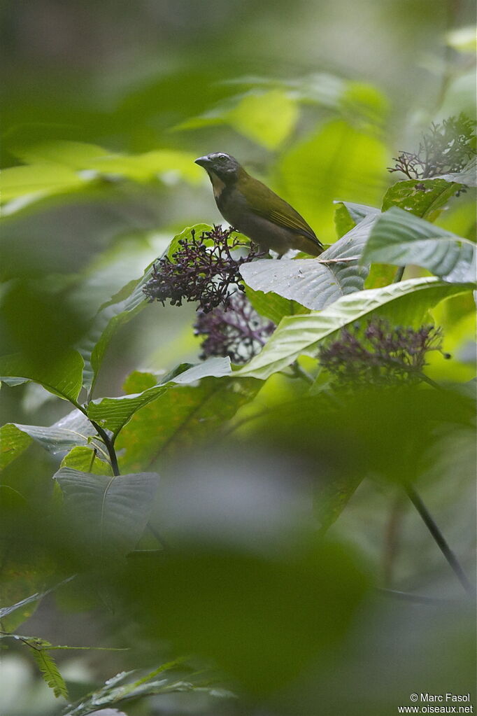 Buff-throated Saltatoradult, identification