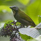 Saltator des grands-bois