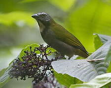 Buff-throated Saltator