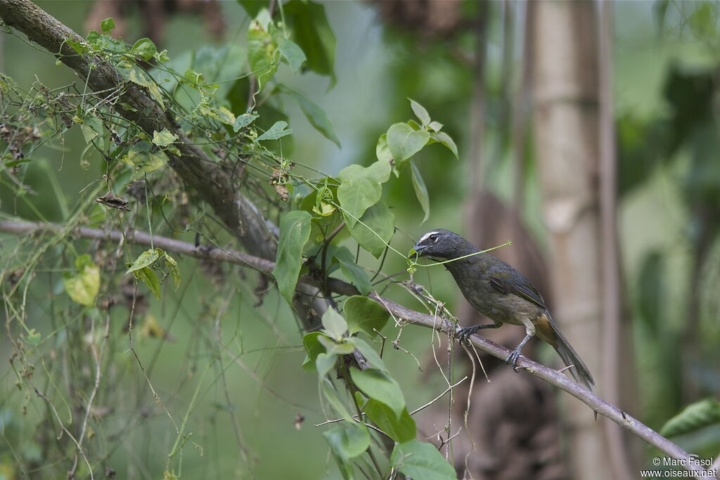 Cinnamon-bellied Saltatoradult, identification, feeding habits, Behaviour