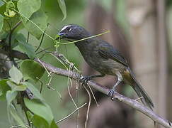 Cinnamon-bellied Saltator