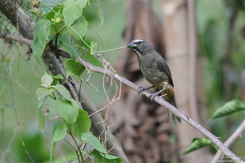 Saltator du Mexiqueadulte, identification, régime