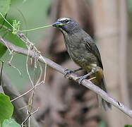 Cinnamon-bellied Saltator