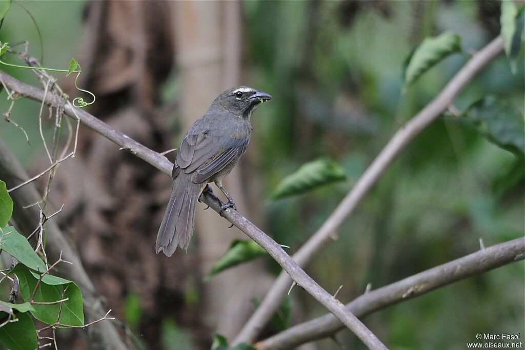 Cinnamon-bellied Saltatoradult, identification, feeding habits