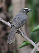 Cinnamon-bellied Saltator