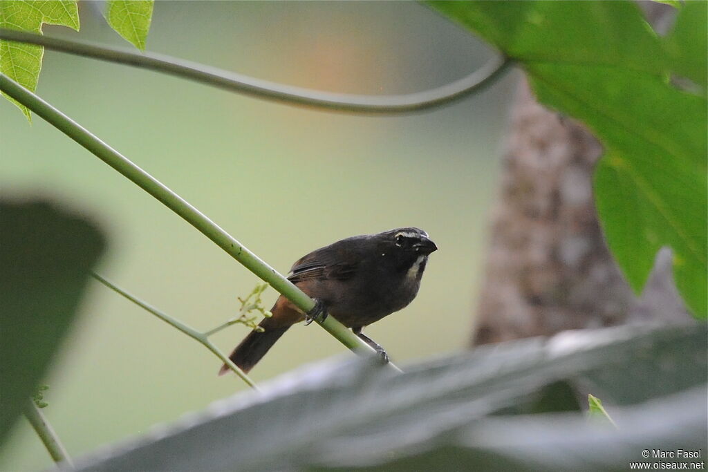 Cinnamon-bellied Saltatoradult, identification