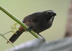 Cinnamon-bellied Saltator