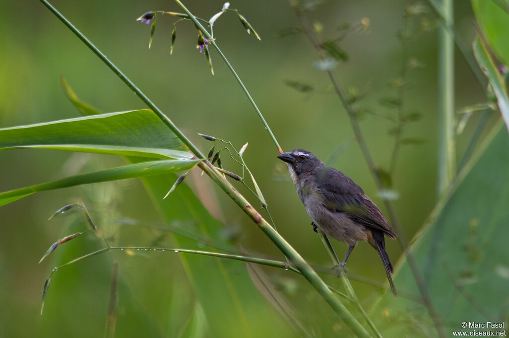 Greyish Saltatoradult, identification