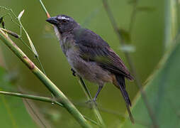 Bluish-grey Saltator