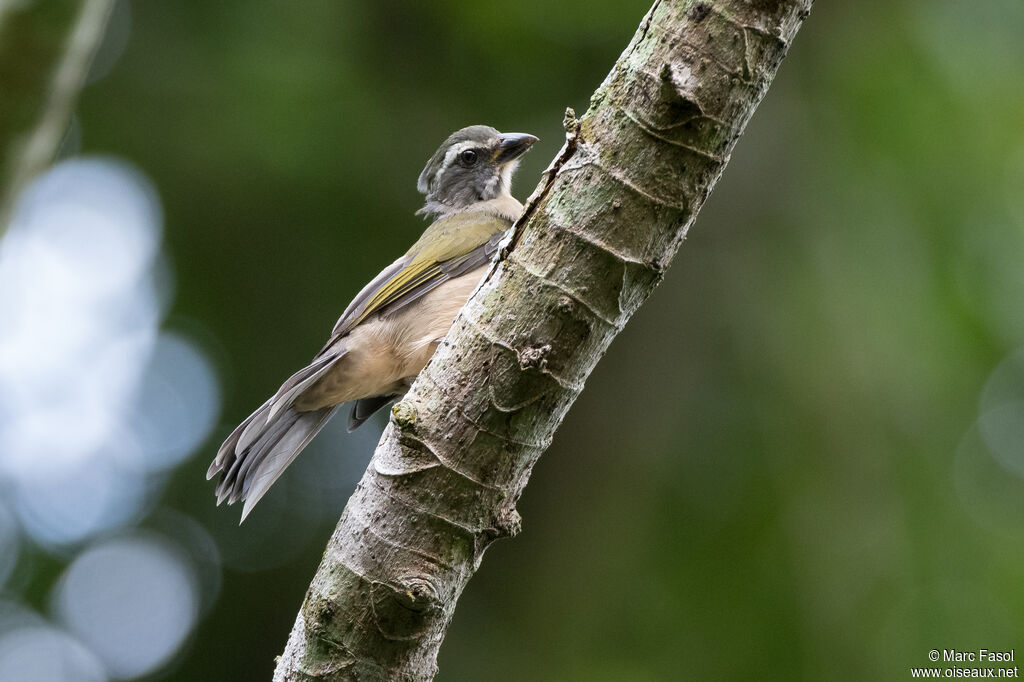 Saltator oliveadulte, identification