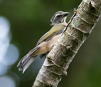 Green-winged Saltator