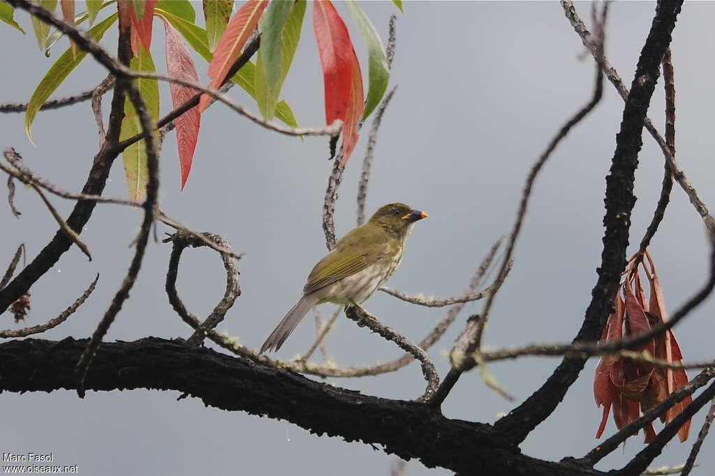 Saltator striéadulte, identification