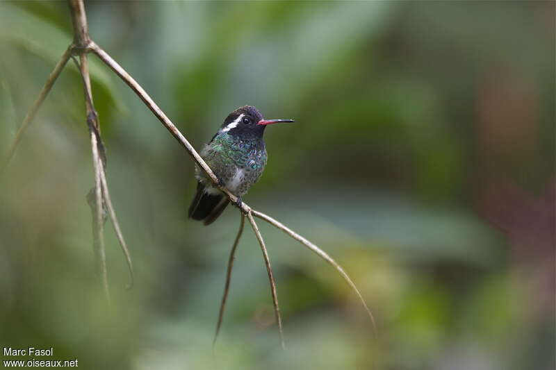White-eared Hummingbird male adult breeding, identification