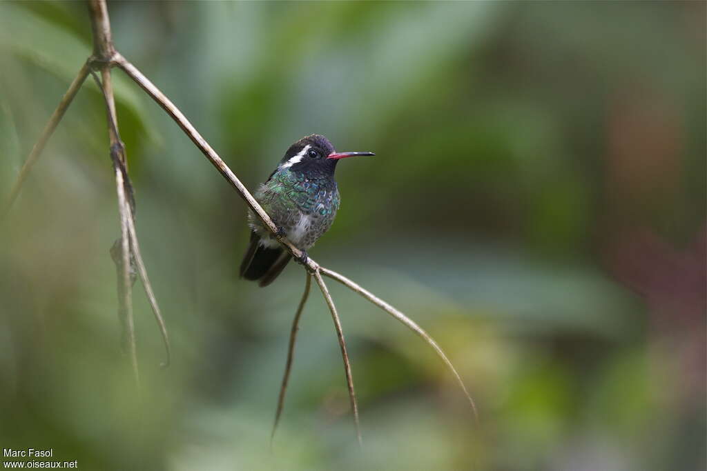 White-eared Hummingbird male adult breeding, identification