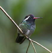 White-eared Hummingbird