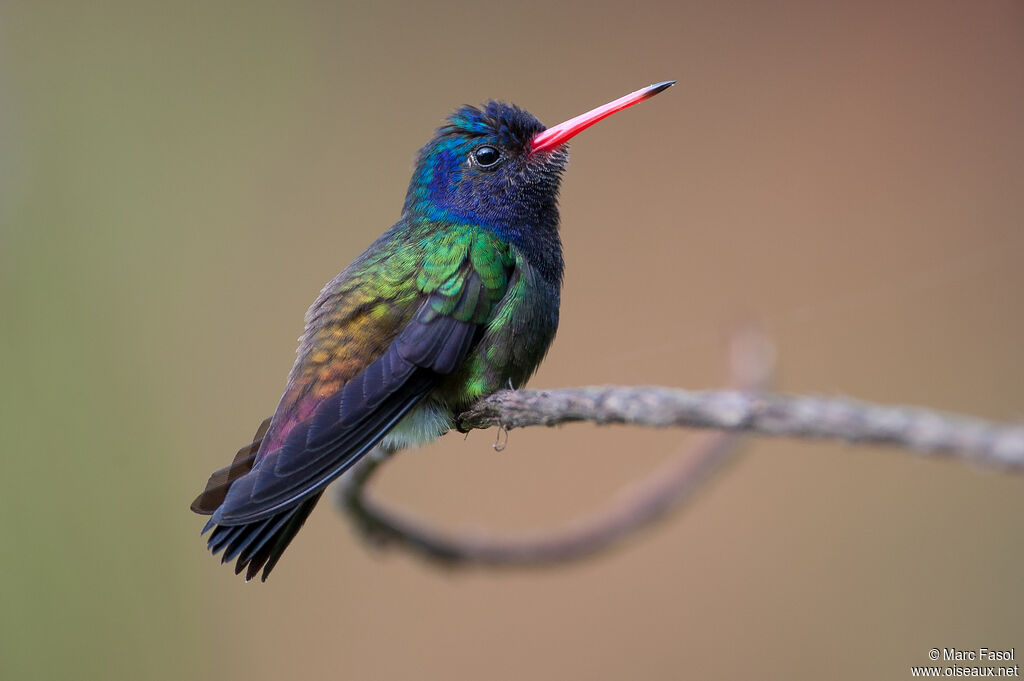 White-chinned Sapphireadult, identification