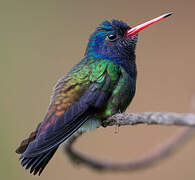 White-chinned Sapphire